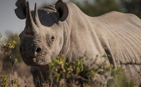 3 DAYS, 2 NIGHTS SAFARI TO OL PEJETA CONSERVANCY