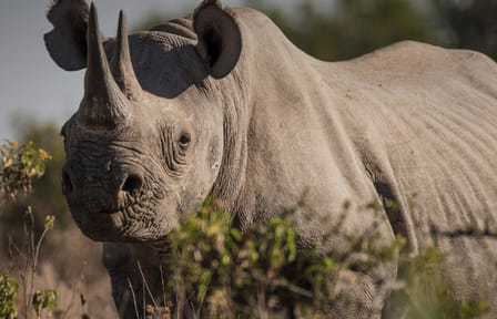 3 DAYS, 2 NIGHTS SAFARI TO OL PEJETA CONSERVANCY