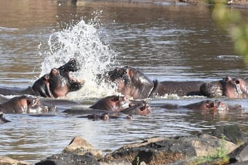 6-Day Safari Tour of Amboseli, Lake Naivasha & Maasai Mara