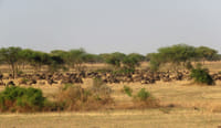 From Arusha: Full-Day Trip to Tarangire National Park 10