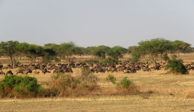 From Arusha: Full-Day Trip to Tarangire National Park 10