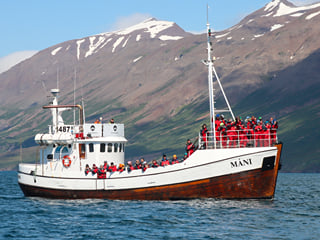 Classic Whale Watching from Dalvík, photo 8