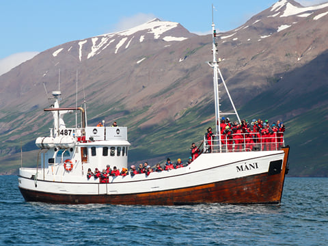 Classic Whale Watching from Dalvík, photo 8