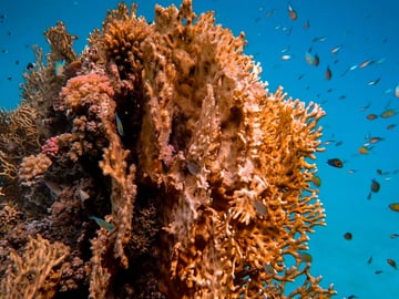 Tumbatu Island snorkeling