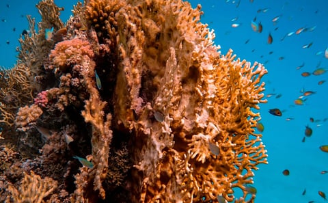 Tumbatu Island Snorkeling Tour from Nungwi & Kendwa