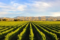 Half Day Cape Winelands 6