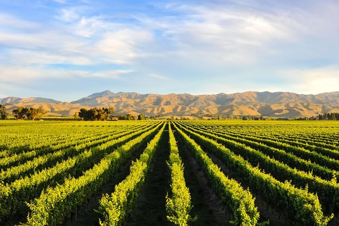 Half Day Cape Winelands photo 6