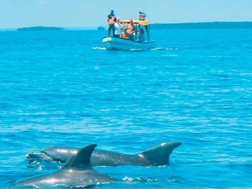 Dolphin and Snorkling Tour in Watamu