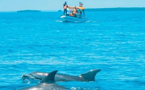 Dolphin and Snorkling Tour in Watamu