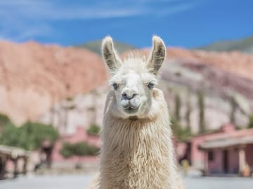 Full Day Tour of Salinas Grandes and Purmamarca from Salta