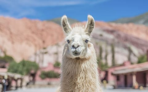 Full Day Tour of Salinas Grandes and Purmamarca from Salta