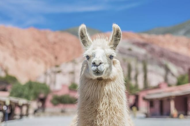 Salinas Grandes and Purmamarca Full Day Tour from Salta 3