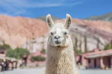 Full Day Tour of Salinas Grandes and Purmamarca from Salta