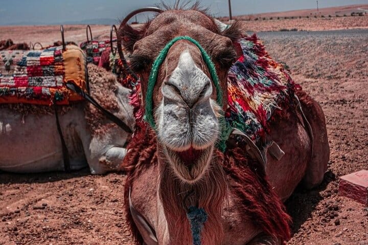 Agafay Quad and Sunset Camel Tour with Dinner Show from Marrakech