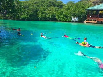 Coxen Hole Mangrove Tunnel Tour with Snorkeling Experience