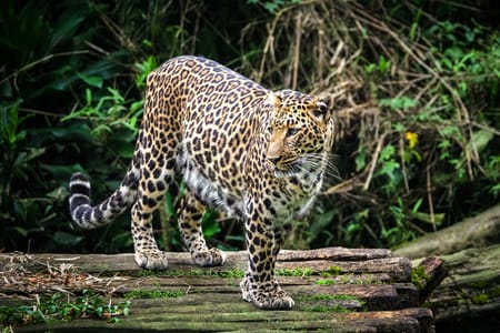 Yala National Park Safari: Discover Leopards & Wildlife in Sri Lanka