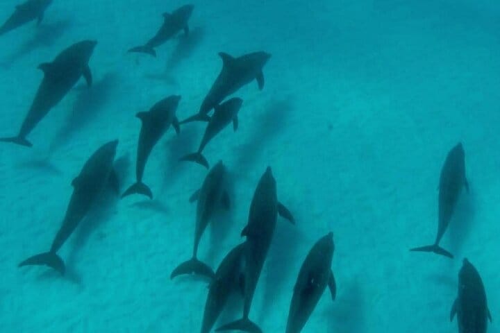 Zanzibar Mnemba Island Dolphins, Jozani Forest and Sea Turtles