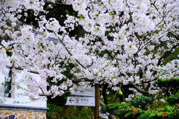 Spring Day Trip from Shanghai to Wuxi Cherry Blossoms and Gardens