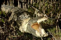 Sian Ka'an Adventure from Tulum Including Snorkeling 4