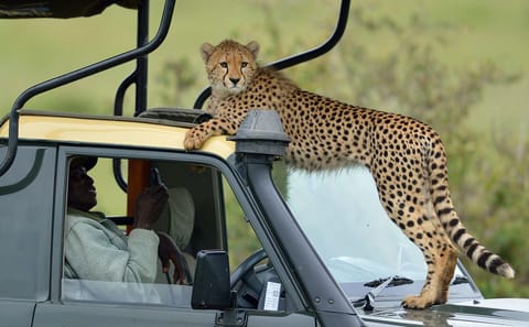 3 Days Masai Mara Group Joining Safari
