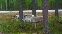 Bird watching, Nature & Wildlife 3