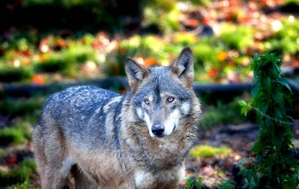 Wildlife Watching Tour in the Carpathians from Brașov