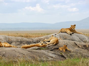 The pride of the jungle