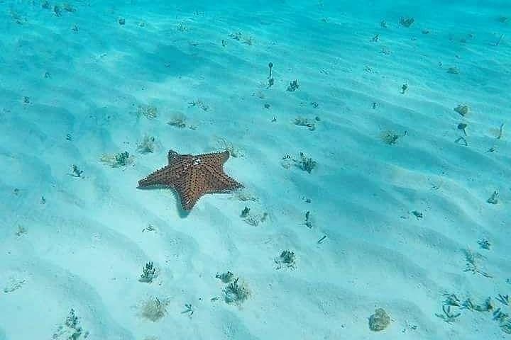 Cozumel El Cielo Snorkeling Tour