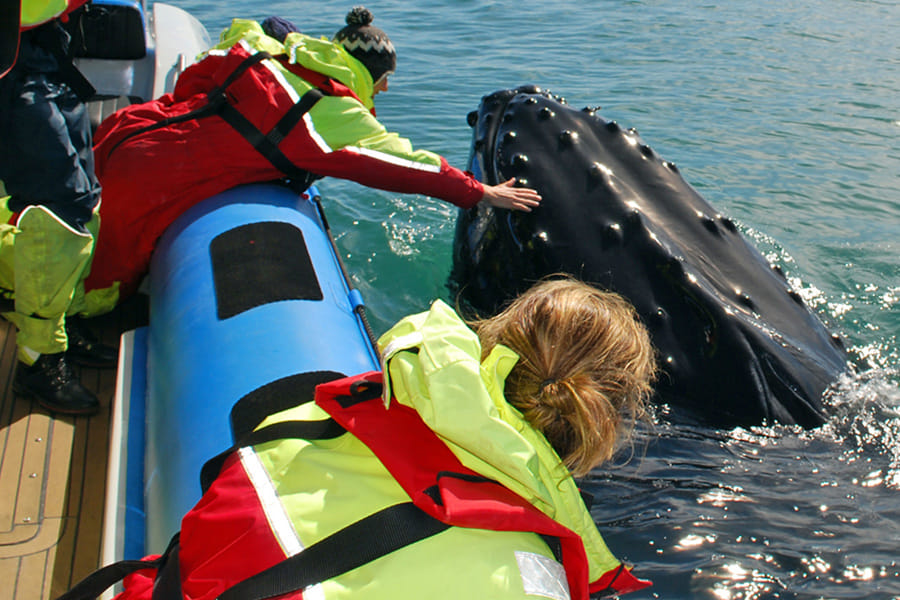 Whales get so close that you can pet them