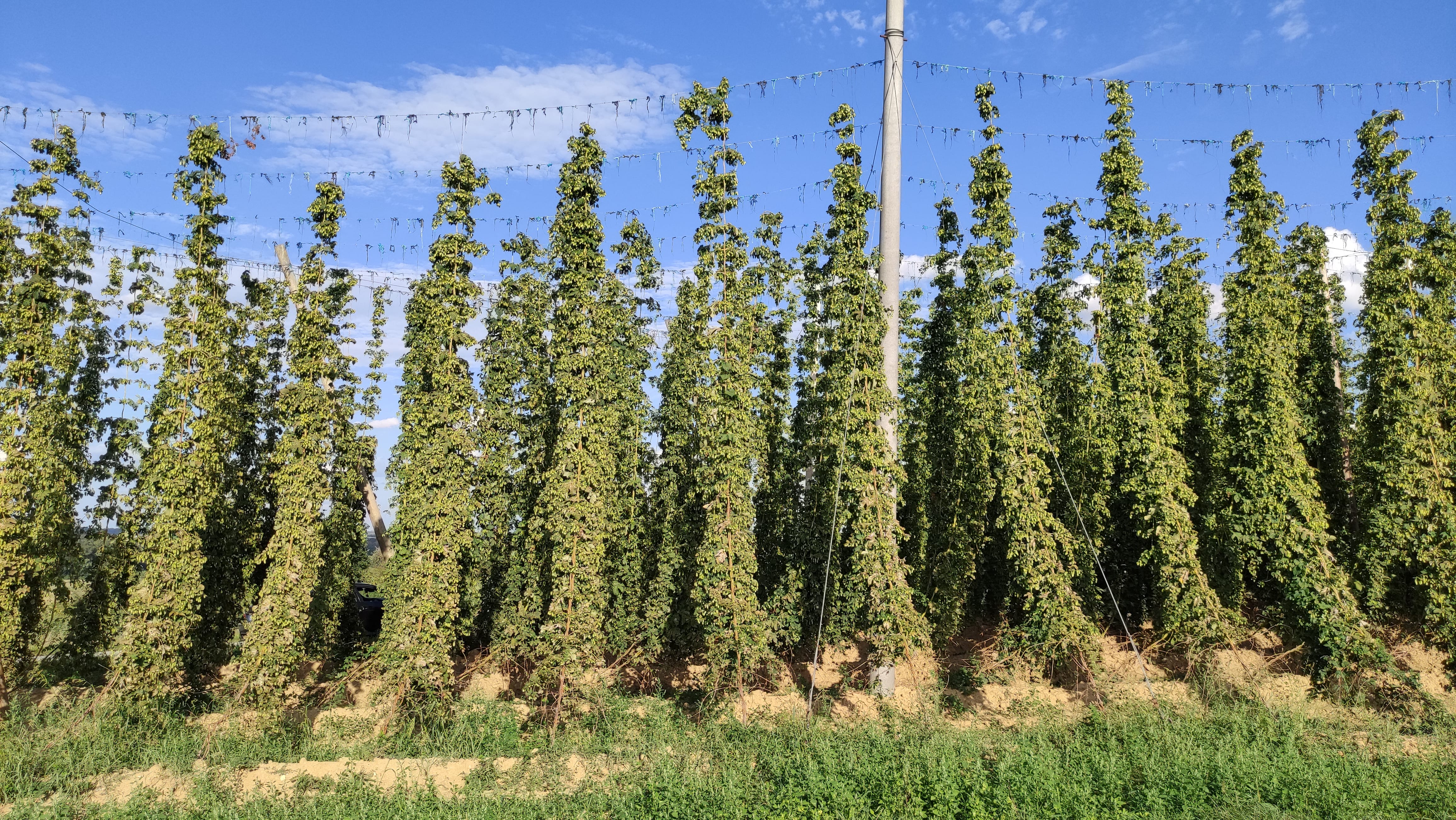 Hops Hallertau