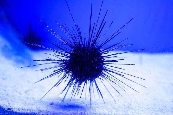 Grand Aquarium from Hurghada 4