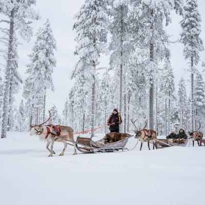 Snowy Forest Reindeer Ride in Rovaniemi - Image 8