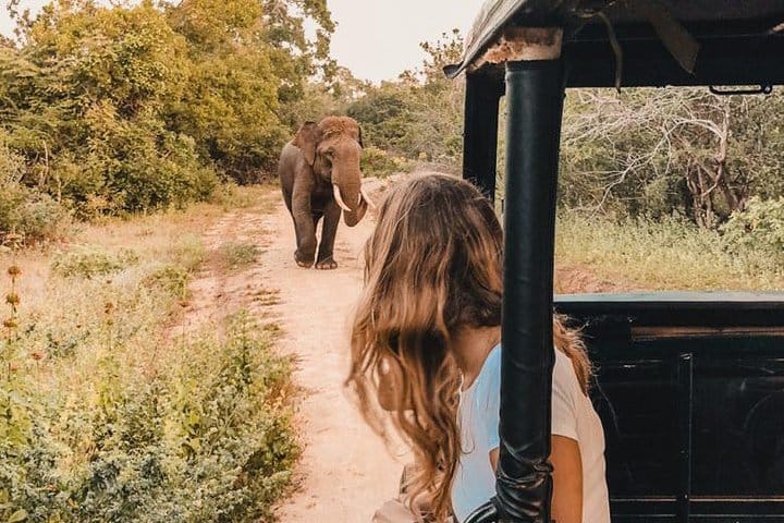 Horton Plains National Park Tour With Scenic Train Ride