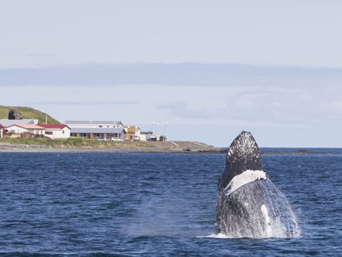 Whale Watching Hólmavík, photo 4