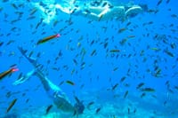 Sea of Cortez Combo: Whale Sharks, Sea Lions & Balandra Beach 8