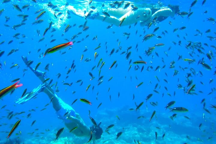 Sea of Cortez Combo: Whale Sharks, Sea Lions & Balandra Beach 8