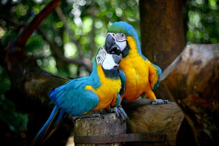 Parque de las Aves