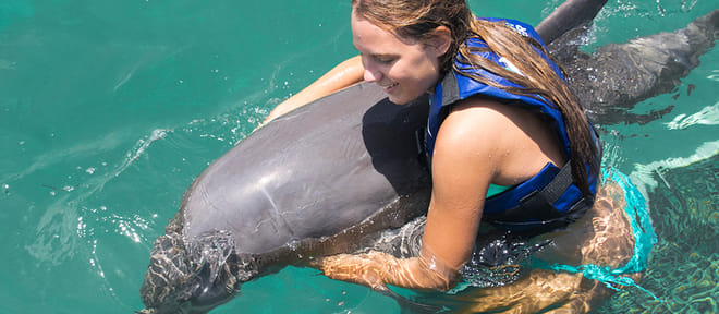 Dolphin Explorer - Explorer 4