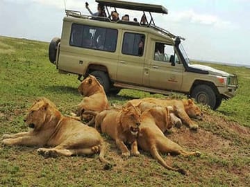 Safari 10 Days, 9 Nights – Lake Nakuru, Maasai Mara, Naivasha, Amboseli & Tsavo