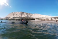 Snorkeling with Sea Lions in Puerto Madryn 9