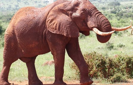 9-Days Discover Kenya Safaris