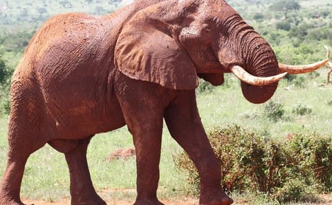 9-Day Safari Adventure in Kenya's National Parks