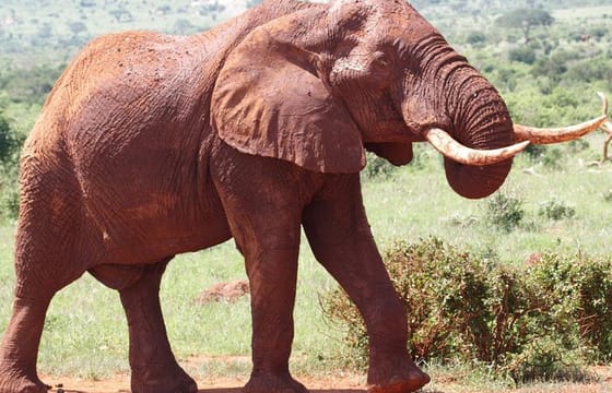 9-Days Discover Kenya Safaris