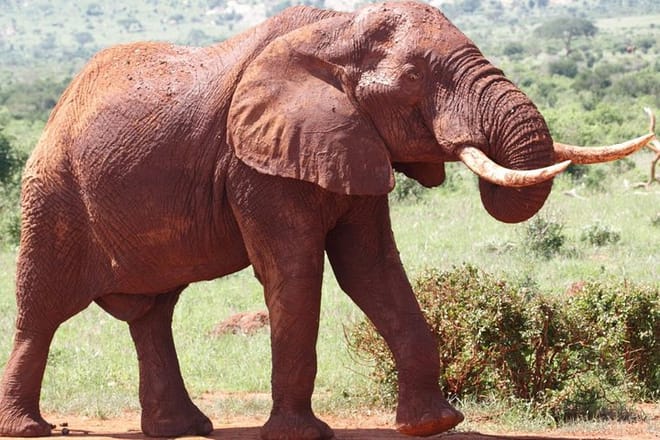 Red- Elephants Tsavo