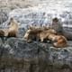 Navegacin por el canal Beagle