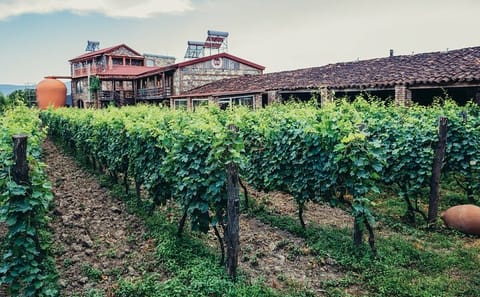 Private Full-Day Grape Harvest Tour in Kvareli and Signagi