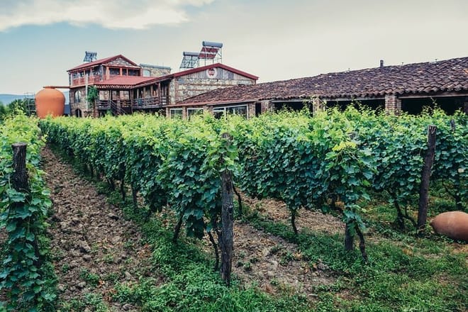 Private Full-Day Vintage Grape Harvest Festival with Lunch 3