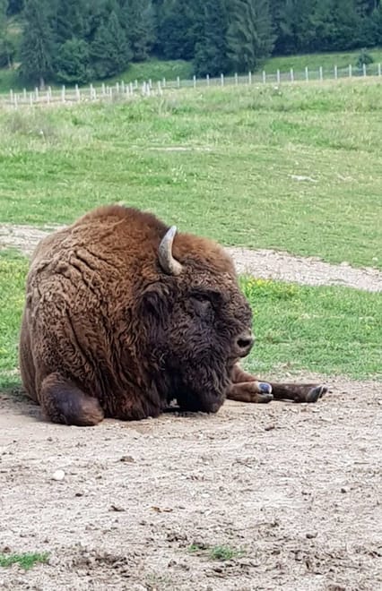 Day trip to the Bison Reserve & Traditional Cuisine Experience photo 6