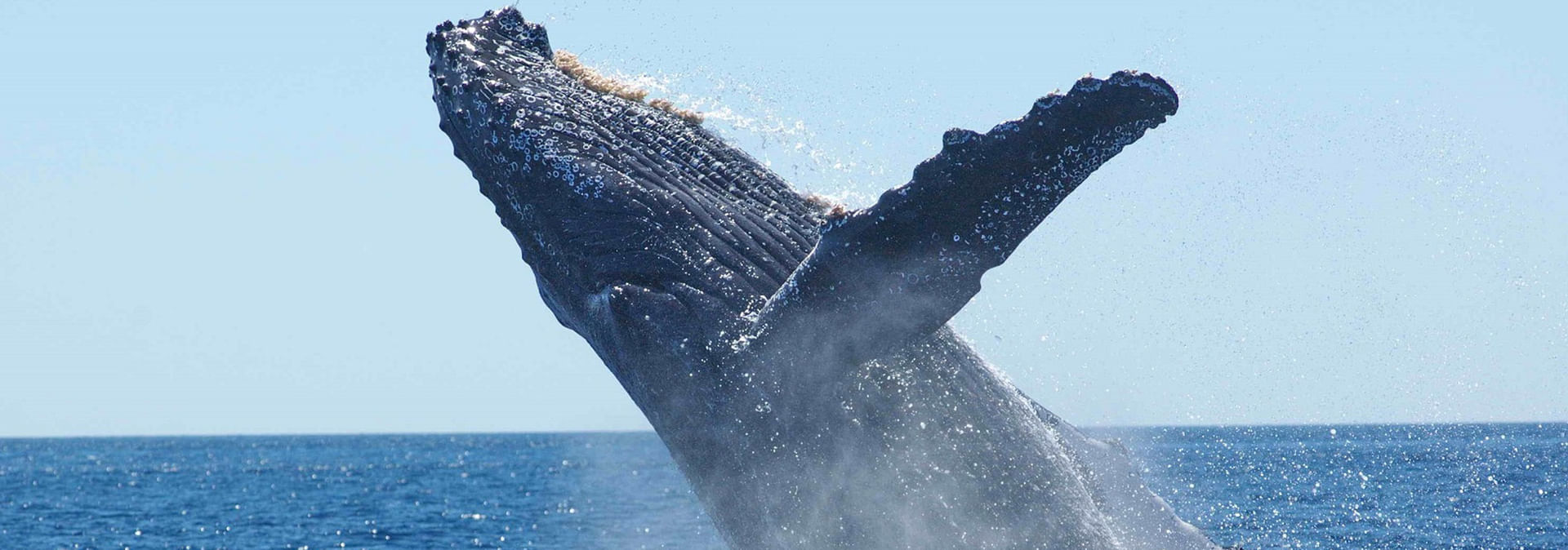 Marine Big Five safari experience. From Cape Town. Guided