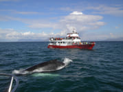 ATV & Whale Watching 1